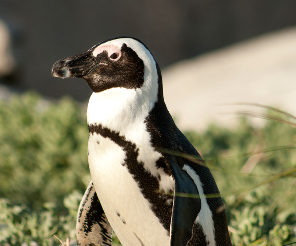 RootsAfrica_penguin